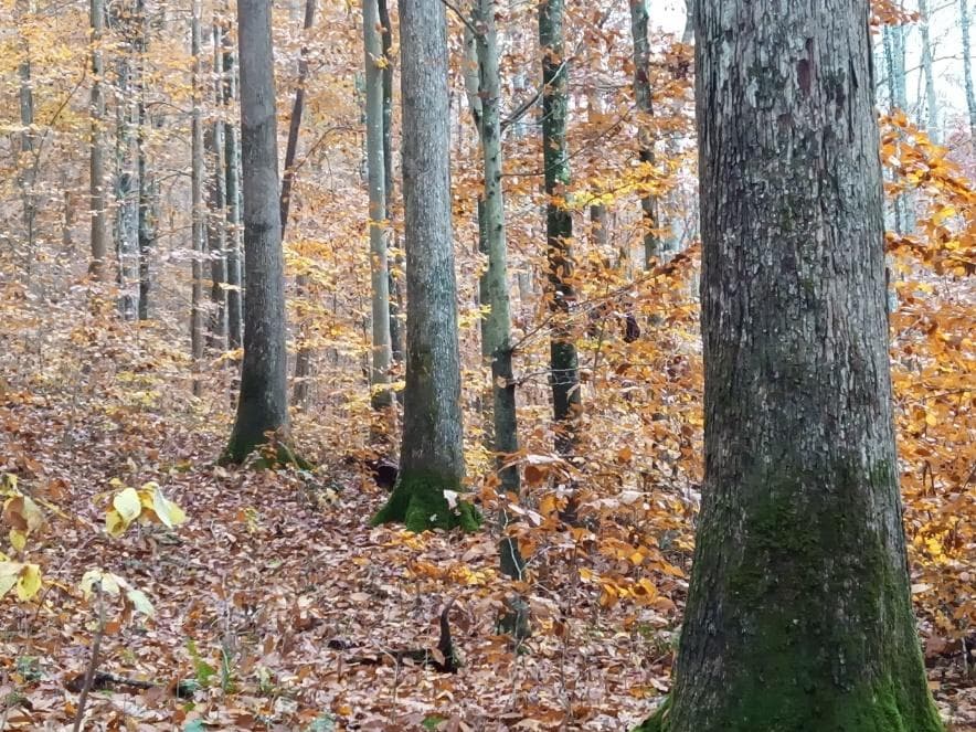 We Buy Standing Timber